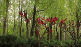 草柳视频,揭秘自然之美与生态和谐